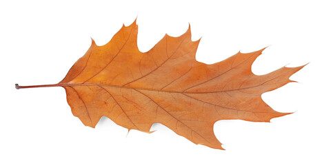 One beautiful dry leaf isolated on white. Autumn season