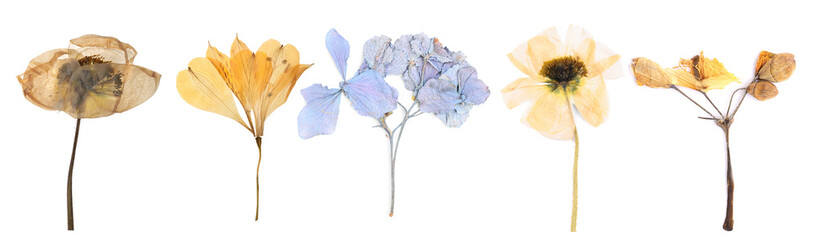 Dried and pressed flowers isolated on white, set