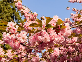 Pink Cherry Blossom Cluster on Branch During Spring Bloom
