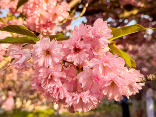 Pink Cherry Blossom Cluster on Branch During Spring Bloom