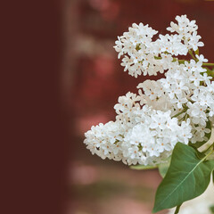 Close-up of blooming white lilac flowers against blurred red and green background.