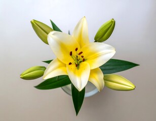 Naklejka premium Lily bloom with buds and green leaves in top-down floral photography