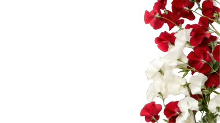 Red and white sweet pea flowers floral arrangement transparent background for design projects