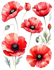 Obraz premium Watercolor poppy flowers
