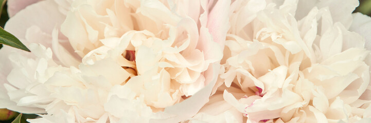 Close-up of delicate white peony blooms in soft natural light.
