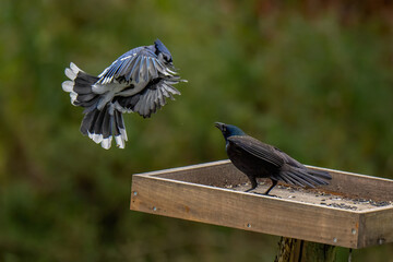 bird on a fence