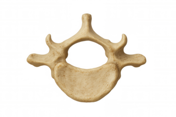 Human thoracic vertebra anatomy, a superior view of a lumbar spine bone structure on transparent background