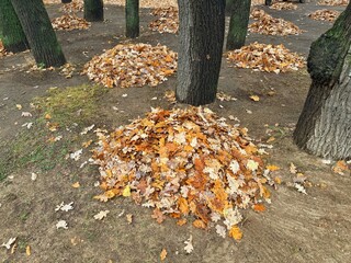 Mounds of fallen autumn leaves are piled around tree trunks on the dirt ground in a park, awaiting removal.
Concept of: Autumn cleanup.