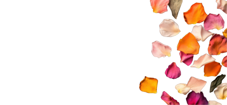 Rose petal arrangement on transparent background for romantic designs