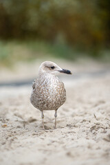 mewa portret © MarcinRoj.Fotografia