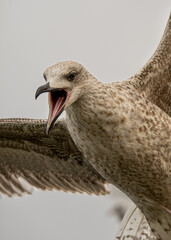 Straszna mewa © MarcinRoj.Fotografia
