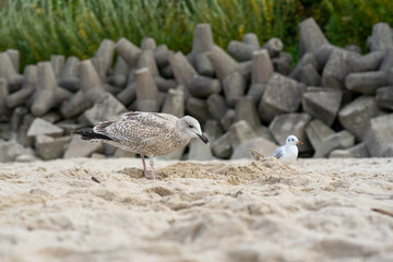 Mewa na plaży © MarcinRoj.Fotografia