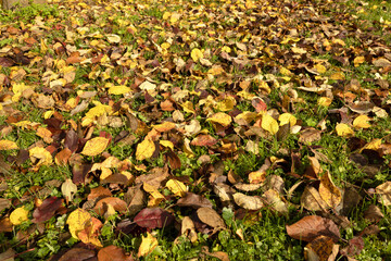 A ground covered with a variety of fallen autumn leaves in shades of yellow, brown, and orange. The leaves are scattered over green grass.