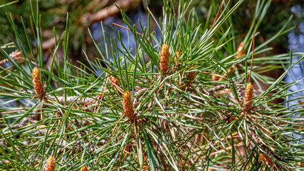 Young pine buds with green needles in spring close-up