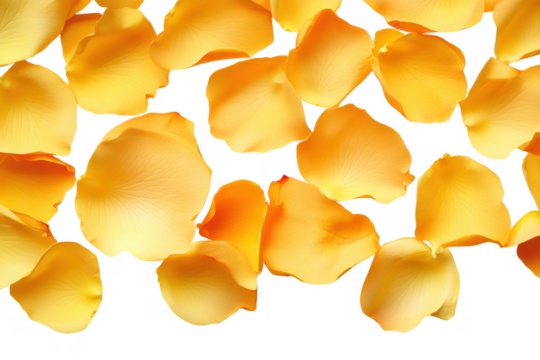 Golden rose petals scattered isolated on a transparent background