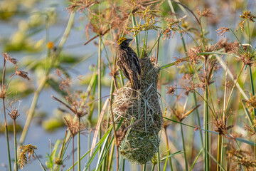 Baya weaver Bird with a streaked chest and a distinctive yellow cap perches on a thin green reed, looking upwards with its beak open.