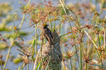 Baya weaver Bird with a streaked chest and a distinctive yellow cap perches on a thin green reed, looking upwards with its beak open.