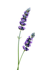 Naklejka premium Two delicate purple lavender flower stems with small blossoms isolated on white background