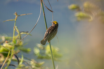 Baya weaver Bird with a streaked chest and a distinctive yellow cap perches on a thin green reed, looking upwards with its beak open.