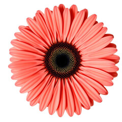 Close up of a vibrant coral pink gerbera daisy flower with a dark center isolated on white background