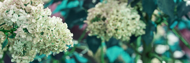 Close-up of white lilac flowers in bloom with lush green leaves background.