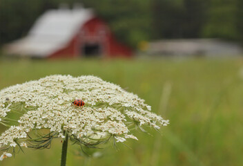 Close up of Wildflowers With Red Barn in Background. Rural East Texas