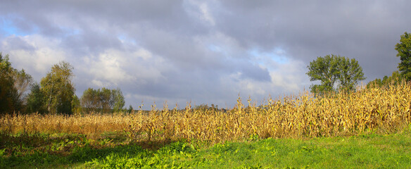 Yellow, autumn corn field on a sunny autumn day, dry leaves, harvest. Cloudy sky. Concept of a good...