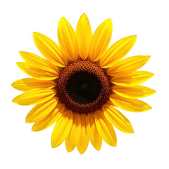 Fototapeta premium A vibrant yellow sunflower with a dark brown center isolated on a clean white background isolated on white background