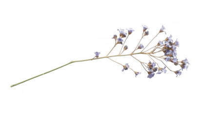 Delicate dried flower stem with small pale pink blossoms isolated on white background