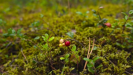 Close up view of red and yellow fresh cranberries growing in a damp and mossy forest with bokeh blurry background, shallow depth of field. Day time.