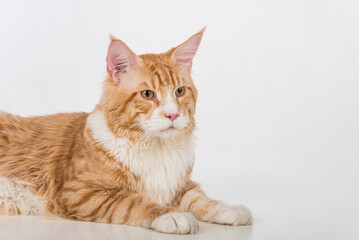 Curious Maine Coon Cat Sitting on the White Table with Reflection. White Background. Portrait.