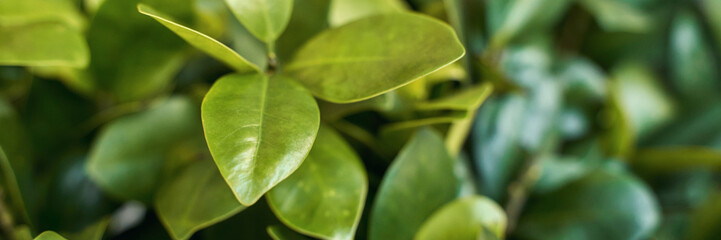Close-up of vibrant green leaves with soft focus background in natural light.
