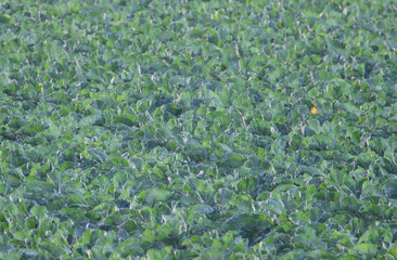 Champ de choux en Bretagne