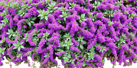 Obraz premium Vibrant purple salvia flowers with green leaves creating a dense floral background isolated on white background