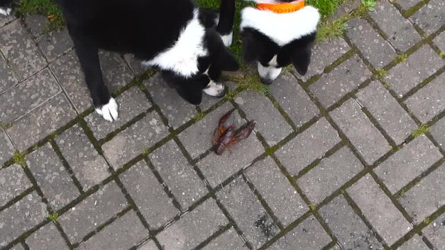 Top down view of two black and white colored karelian bear dogs looking and playing with a alive brown and red colored crayfish crab or lobster in a summer garden driveway.