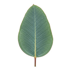 Obraz premium Green Leaf with Detailed Veins and Stem isolated on a transparent background plant