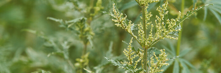 Close-up of lush greenery with detailed leaves and budding plant in natural setting.