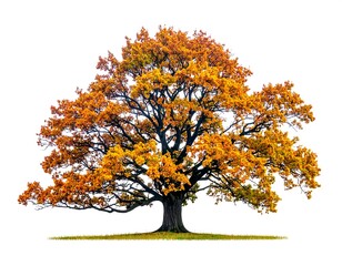 Majestic, isolated oak tree with vibrant orange and yellow leaves