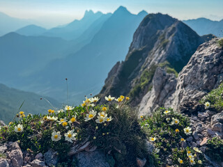 Delicate white and yellow mountain avens bloom vibrantly on a rocky ledge of Loibler Baba, with the sharp ridges and hazy blue peaks of Kamnik-Savinja Alps creating a stunning backdrop in Slovenia