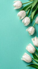 A tender arrangement of pristine white tulips against a vibrant teal background.