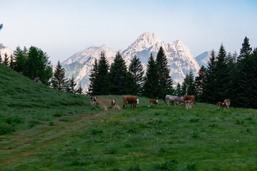 A herd of brown and white cattle grazes peacefully on a lush alpine pasture at dawn. The majestic...