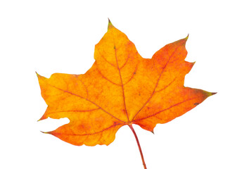 Obraz premium Maple leaf isolated