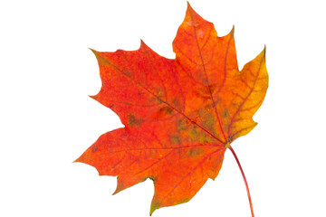 Maple leaf isolated
