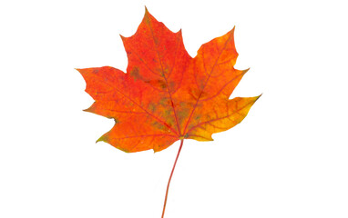 Fototapeta premium Maple leaf isolated
