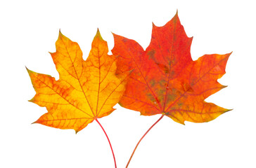 Maple leaf isolated