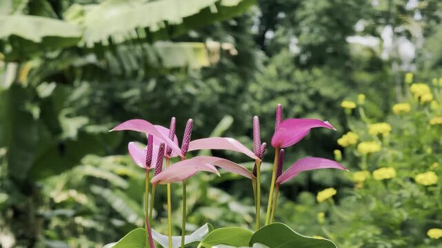 Laceleaf Flower Plant, Anthurium Flower Stock Video