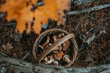 Freshly picked mushrooms in a rustic basket with autumn yellow maple leaves. A basket overflowing with raw wild mushrooms and a vibrant fall leaf creates a beautiful, natural scene. Fall season hobby.