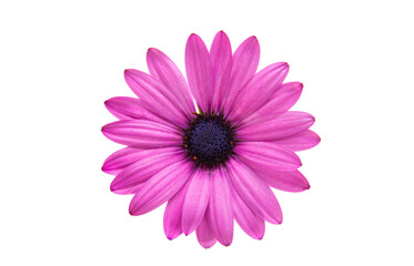 Beautiful Osteospermum flower isolated