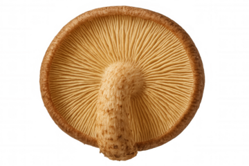 Shiitake mushroom underside with textured gills and stem, showing healthy organic edible fungus on transparent background