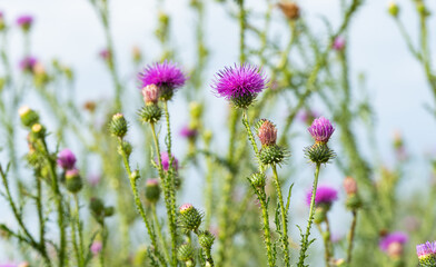 thistle flowers in a meadow